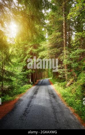 Nasse Asphaltwaldstraße bei Sonnenuntergang, Karkonosze-Gebirge in der Region Liberec, Tschechische Republik. Stockfoto