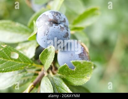 Nahaufnahme von Schlehen, die auf einem Schlehdornbusch wachsen (prunus spinosa). Eine Art von wilder Pflaume, die oft verwendet wird, um Schlehen-Gin zu machen. Stockfoto