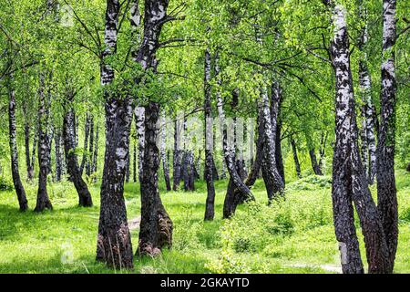 Frühlingsbirkenwald mit jungen grünen Blättern, die in der Sonne glühen. Stockfoto