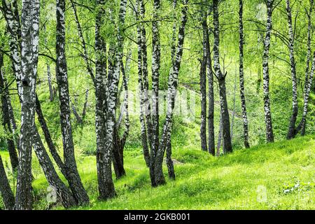Frühlingsbirkenwald mit jungen grünen Blättern, die in der Sonne glühen. Stockfoto