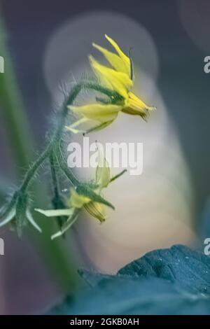 Frühlingstomaten blühen auf einer Buschrebe im Bundesstaat washington Stockfoto