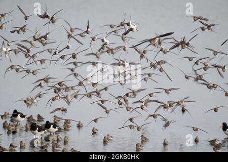 Dunlin, Calidris alpina, Flock in Flight, Norfolk, September 2021 Stockfoto