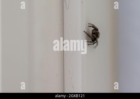 Kleine schwarze Jagdspinne draußen auf einer weißen Hauswand Stockfoto