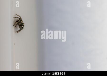 Kleine schwarze Jagdspinne draußen auf einer weißen Hauswand Stockfoto