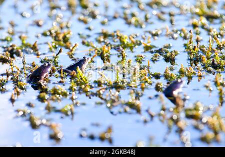 Froglets Genießen Sie die Morgensonne im Marsh-Wiggle-Teich im Orangefield Park, im Osten von Belfast, Nordirland. Stockfoto