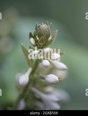 Hosta Bressingham Blue mit Blumenöffnung. Stockfoto