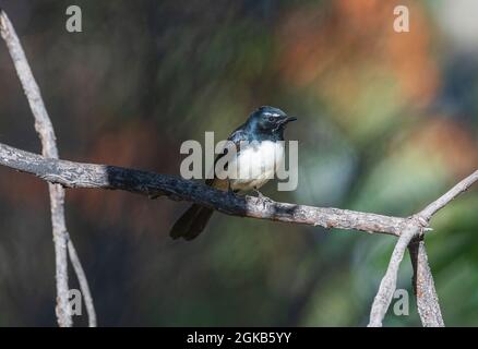 Willie Wagtail (Rhipidura leucophrys) auf einem Zweig, Mornington Wildlife Sanctuary, Kimberley Region, Western Australia, WA, Australien Stockfoto