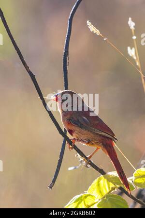 Vertikale Ansicht eines hinterleuchteten Crimson Finch (Neochmia phaeton), der mit Samen im Schnabel füttert, Mornington Wildlife Sanctuary, Kimberley Region, Western Austr Stockfoto