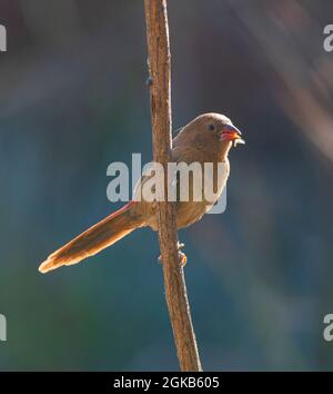 Vertikale Ansicht eines hinterleuchteten Crimson Finch (Neochmia phaeton), der mit Samen im Schnabel füttert, Mornington Wildlife Sanctuary, Kimberley Region, Western Austr Stockfoto