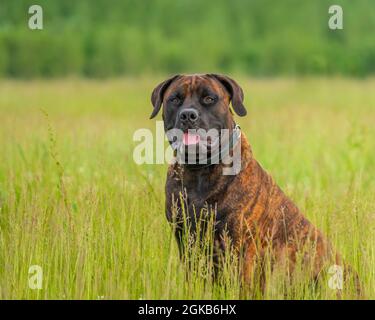 Ein 10 Monate alter Boerboel Hund, der im langen Gras sitzt. Stockfoto