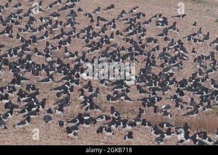 Austernfischer, Haematopus ostralegus, Gruppenroosting, Snettisham, Norfolk, September 2021 Stockfoto