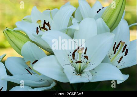 Nahaufnahme von Blumen und Knospen aus Shikara-weißem Lilyin vor dem Hintergrund eines blühenden Gartens Stockfoto