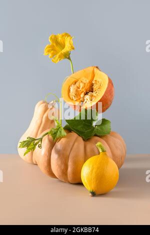 Balance Zusammensetzung der Kürbisse für Halloween oder Thanksgiving Day fest. Kürbisse in verschiedenen Formen mit Blumen und Blättern auf blauem Hintergrund. Meer Stockfoto