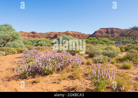 Pink Mulla Mulla (Ptilotus exaltatus) blüht im Frühling, Kennedy Range National Park, Western Australia, WA, Australien Stockfoto