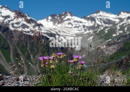 Blühende lilafarbene Distel auf dem Hintergrund der Berge Nahaufnahme von wilden Blumen und Kräutern. Sonniger Tag in den Kaukasusbergen Stockfoto