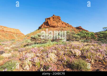 Spektakulärer Blick auf den Kennedy Range National Park und seine Wildblumen im Frühling, Western Australia, WA, Australien Stockfoto