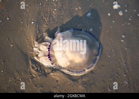 Big Barrel Quallen Tod am Strand aus nächster Nähe, Rhizostoma pulmo ist in der Adria, Mittelmeer, Schwarzes Meer und Asowschen Meer gefunden. Stockfoto