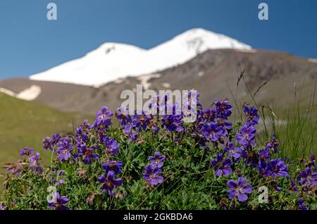 Wunderschöne Geranium-Pracht-Blumen auf dem Hintergrund des verschneiten Mount Elbrus. Geranium magnificum, lila Cranesbill Closeup Stockfoto