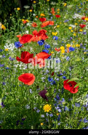 Nahaufnahme von roten Mohnblumen, gelben Mais-Ringelblumen und blauen Kornblumen Wildblumen in einer Gartengrenze im Sommer England Großbritannien Stockfoto