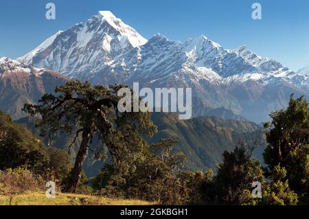 Blick auf Mount Dhaulagiri - Nepal Stockfoto