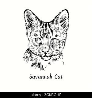 Savannah Cat Face Portrait. Tusche schwarz-weiße Doodle Zeichnung im Holzschnitt-Stil. Stockfoto