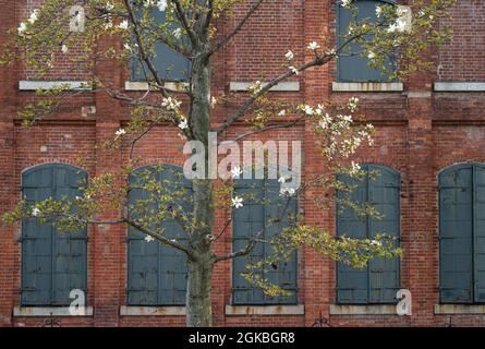 Blühender Magnolia Kobus Baum vor dem roten Backsteingebäude mit eisernen Fensterläden. Frühling. Stockfoto