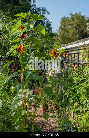 Pflanzen Sonnenblumen und Blumen in einem englischen Garten im Sommer England Vereinigtes Königreich GB Großbritannien Stockfoto