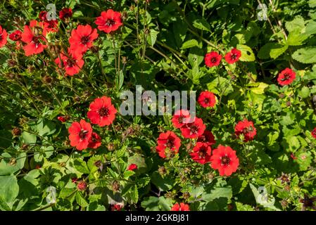 Nahaufnahme von avens red geum blüht ausdauernde Pflanze von oben in einer Gartengrenze im Sommer England Großbritannien Großbritannien Großbritannien Großbritannien Großbritannien Großbritannien Großbritannien Großbritannien Großbritannien Großbritannien Großbritannien Großbritannien Großbritannien Großbritannien Großbritannien Großbritannien Großbritannien Großbritannien Großbritannien Großbritannien Großbritannien Großbritannien Großbritannien Großbritannien Großbritannien Stockfoto