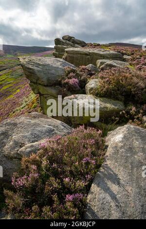 The Worm Stones, ein Grabstein in den Hügeln oberhalb von Glossop am High Peak, Derbyshire, England. Heidekraut blüht auf den Mooren unten. Stockfoto