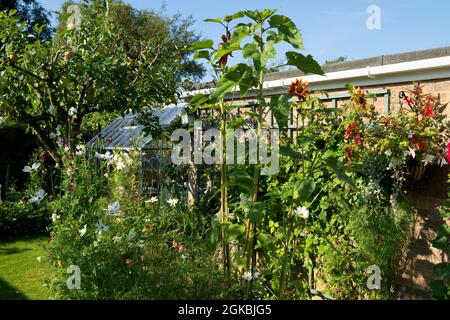 Gemischte Blumengrenze im englischen Garten mit Gewächshaus und Apfelbaum im Sommer England Vereinigtes Königreich GB Großbritannien Stockfoto