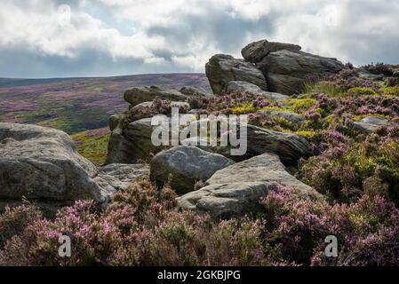 The Worm Stones, ein Grabstein in den Hügeln oberhalb von Glossop am High Peak, Derbyshire, England. Heidekraut blüht auf den Mooren unten. Stockfoto