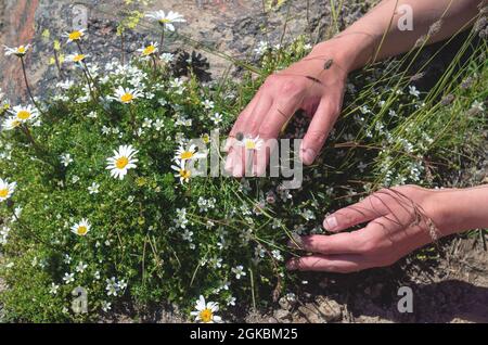 Weibliche Hände halten wilde Bergblumen, die aus Stein wachsen. Konzept der Erhaltung der Natur und gefährdeter Pflanzenarten.Nahaufnahme. Stockfoto