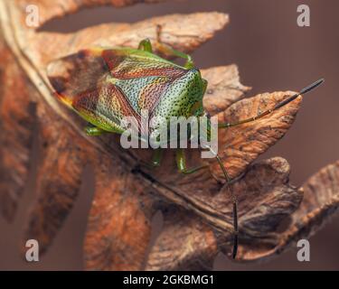 Birke Shieldbug (Elasmostethus interstinctus) ruht im Winter auf einem toten Farn. Tipperary, Irland Stockfoto