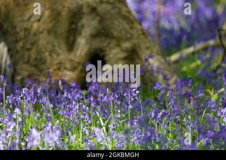 Überall bluebells (Hyacinthoides non-scripta) Stockfoto