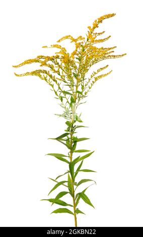 Goldene Solidago virgaurea Blüten isoliert auf weißem Hintergrund. Ragweed-Sträucher oder Ambrosia artemisiifolia. Medizinische Kräuterpflanze. Stockfoto