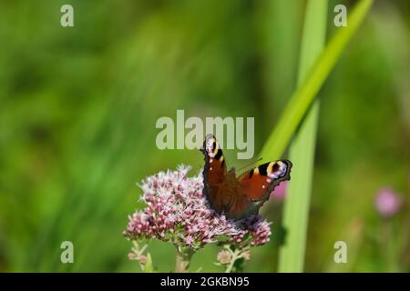 Pfau Schmetterling - Inachis io. Stockfoto