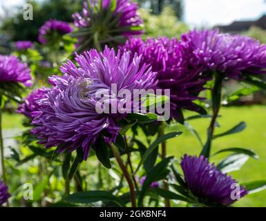 Leuchtend farbige violette Aster-Blüten namens Pavlova Blue. Die Blumen sind einjährig und wurden an einem sonnigen Tag im Spätsommer in einem subur fotografiert Stockfoto