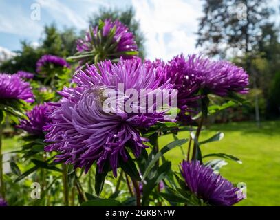 Leuchtend farbige violette Aster-Blüten namens Pavlova Blue. Die Blumen sind einjährig und wurden an einem sonnigen Tag im Spätsommer in einem subur fotografiert Stockfoto