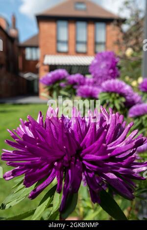 Leuchtend farbige violette Aster-Blüten namens Pavlova Blue. Die Blumen sind einjährig und wurden an einem sonnigen Tag im Spätsommer in einem subur fotografiert Stockfoto