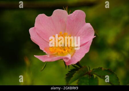 Blüte einer wilden Rose nach einem Regenschauer. Stockfoto