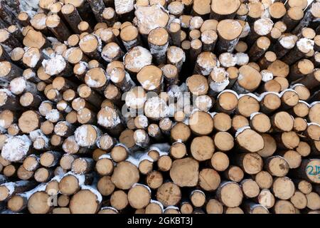 Haufen von Holzstämmen aus Fichte. Gesägte Bäume aus dem Wald. Holzfäller Holzindustrie. Stockfoto