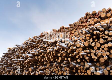 Haufen von Baumstämmen. Gesägte Bäume aus dem Wald. Holzfäller Holzindustrie. Stockfoto