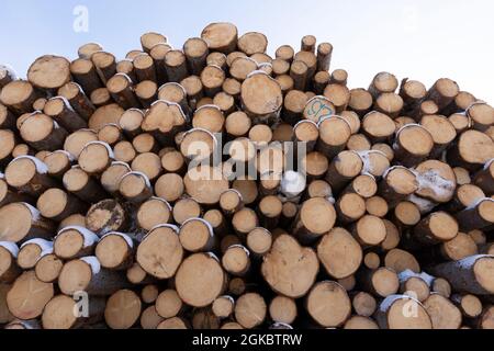 Haufen von Baumstämmen. Gesägte Bäume aus dem Wald. Holzfäller Holzindustrie. Stockfoto