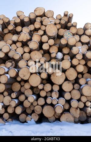 Haufen von Baumstämmen. Gesägte Bäume aus dem Wald. Holzfäller Holzindustrie. Stockfoto