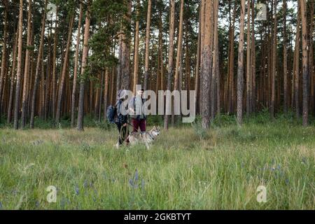 Junger Mann und Frau, die mit Husky Dog zwischen Kiefernwäldern im Wald spazieren Stockfoto