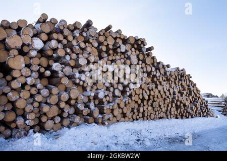Haufen von Baumstämmen. Gesägte Bäume aus dem Wald. Holzfäller Holzindustrie. Schneiden Sie Bäume entlang einer für den Transport vorbereiteten Straße. Stockfoto