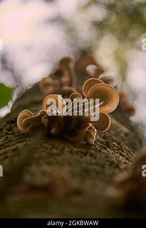 Wilde Honig-Agarpilze wachsen auf dem moosigen Stamm einer Birke. Selektiver Fokus auf eine separate Gruppe von Pilzen. Stockfoto