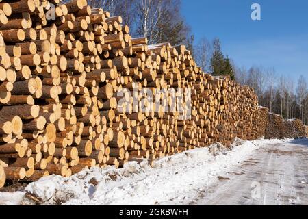 Haufen von Baumstämmen. Gesägte Bäume aus dem Wald. Holzfäller Holzindustrie. Schneiden Sie Bäume entlang einer für den Transport vorbereiteten Straße. Stockfoto
