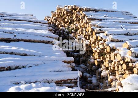 Haufen von Baumstämmen. Gesägte Bäume aus dem Wald. Holzfäller Holzindustrie. Stockfoto