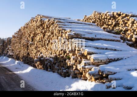 Haufen von Baumstämmen. Gesägte Bäume aus dem Wald. Holzfäller Holzindustrie. Schneiden Sie Bäume entlang einer für den Transport vorbereiteten Straße. Stockfoto